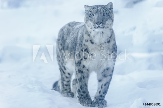 Picture of snow leopard